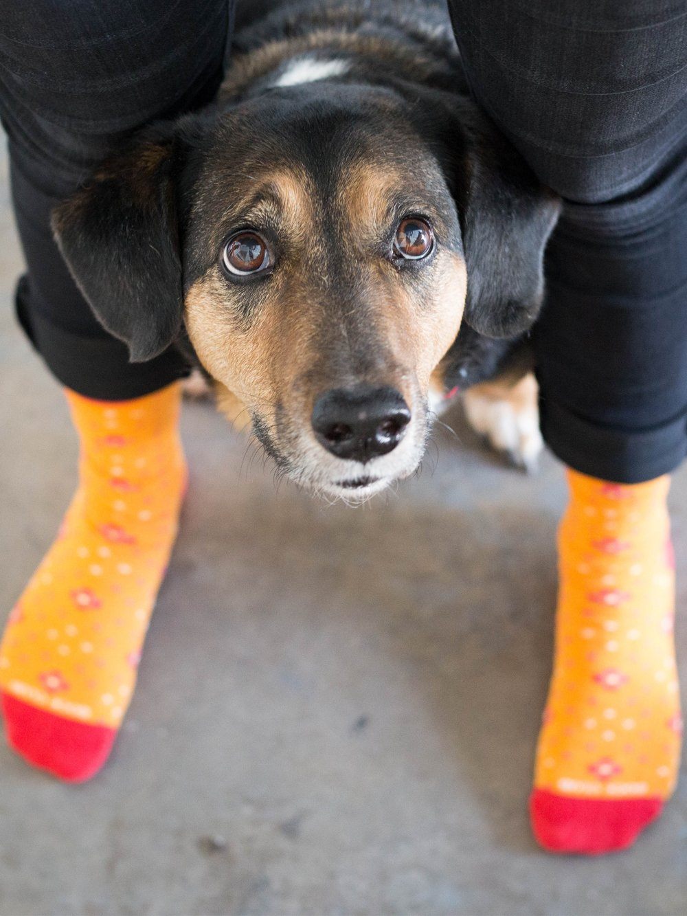 The Zeitgeist - Clementine - Sock Club Store